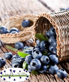 Blatantly Blueberry - Fragrance Oil