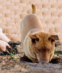 Dig that Dirt!  - Garden Sample Set - Candle Cocoon, LLC