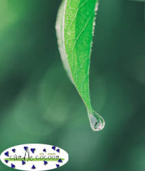 Tea Tree Oil - Organic - Pure Essential Oil