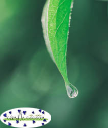 Tea Tree Oil - Organic - 100% EO