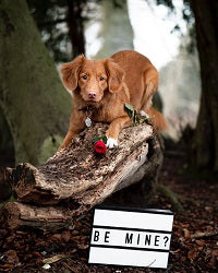 Be Mine - Valentine Sample Set