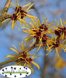 Witch Hazel - Organic