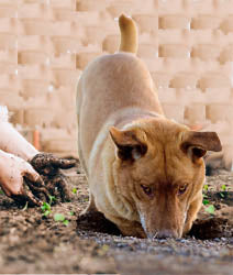 Dig that Dirt!  - Garden Sample Set